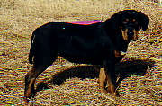 spinningdog.jpg