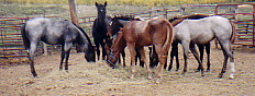 roanfoals1.jpeg